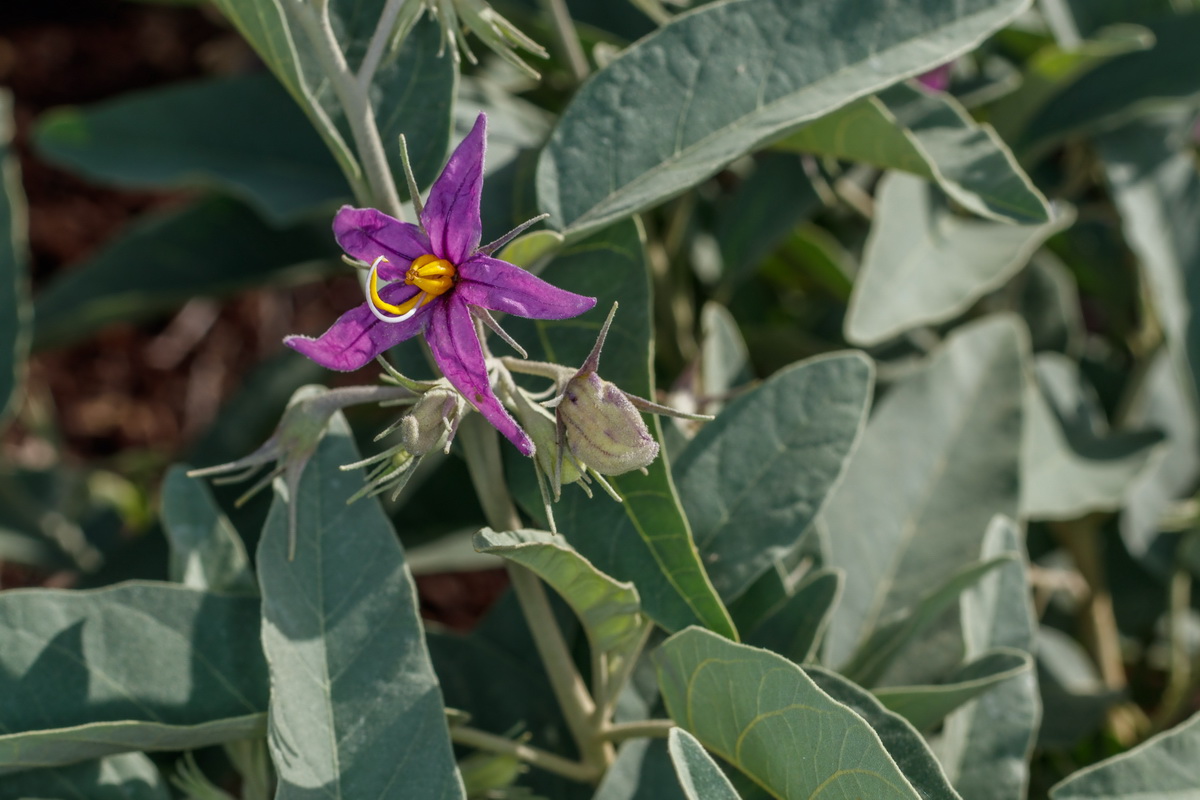 Solanum liddi Pimentero de Temisas11