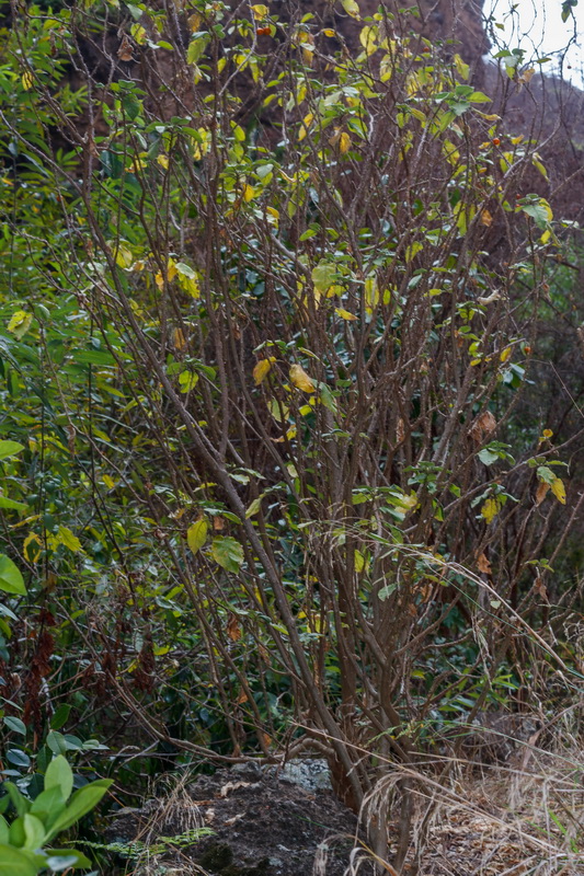 Solanum vespertilio subsp. doramae Rejalgadera de Doramas01