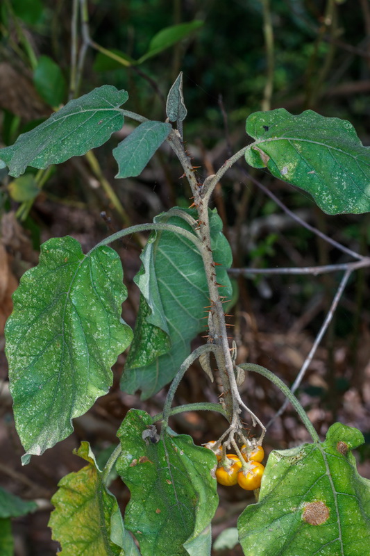 Solanum vespertilio subsp. doramae Rejalgadera de Doramas05
