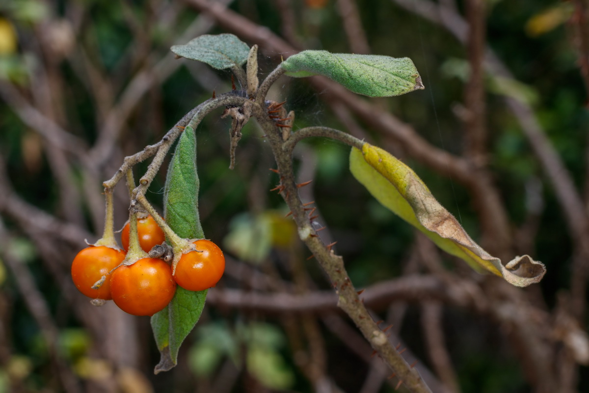 Solanum vespertilio subsp. doramae Rejalgadera de Doramas06