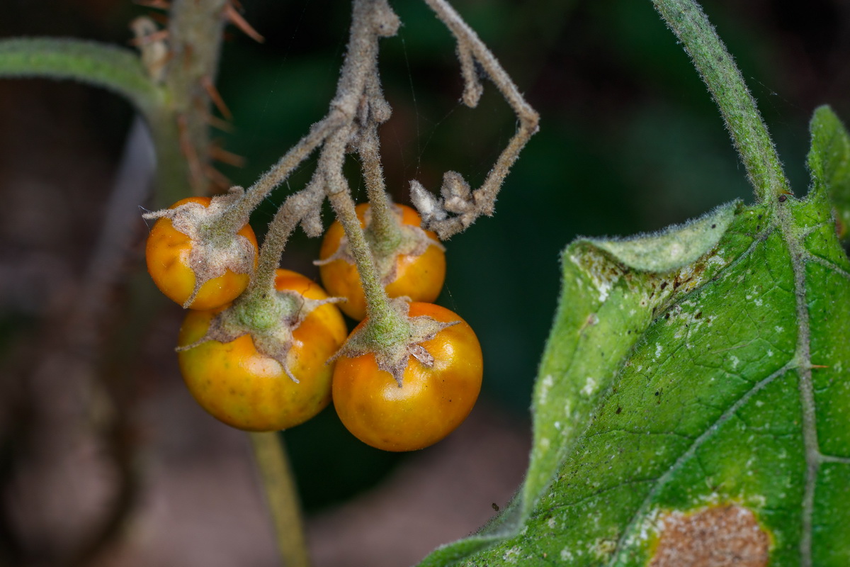 Solanum vespertilio subsp. doramae Rejalgadera de Doramas07