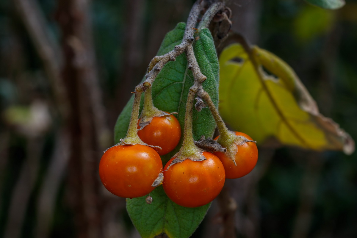 Solanum vespertilio subsp. doramae Rejalgadera de Doramas08