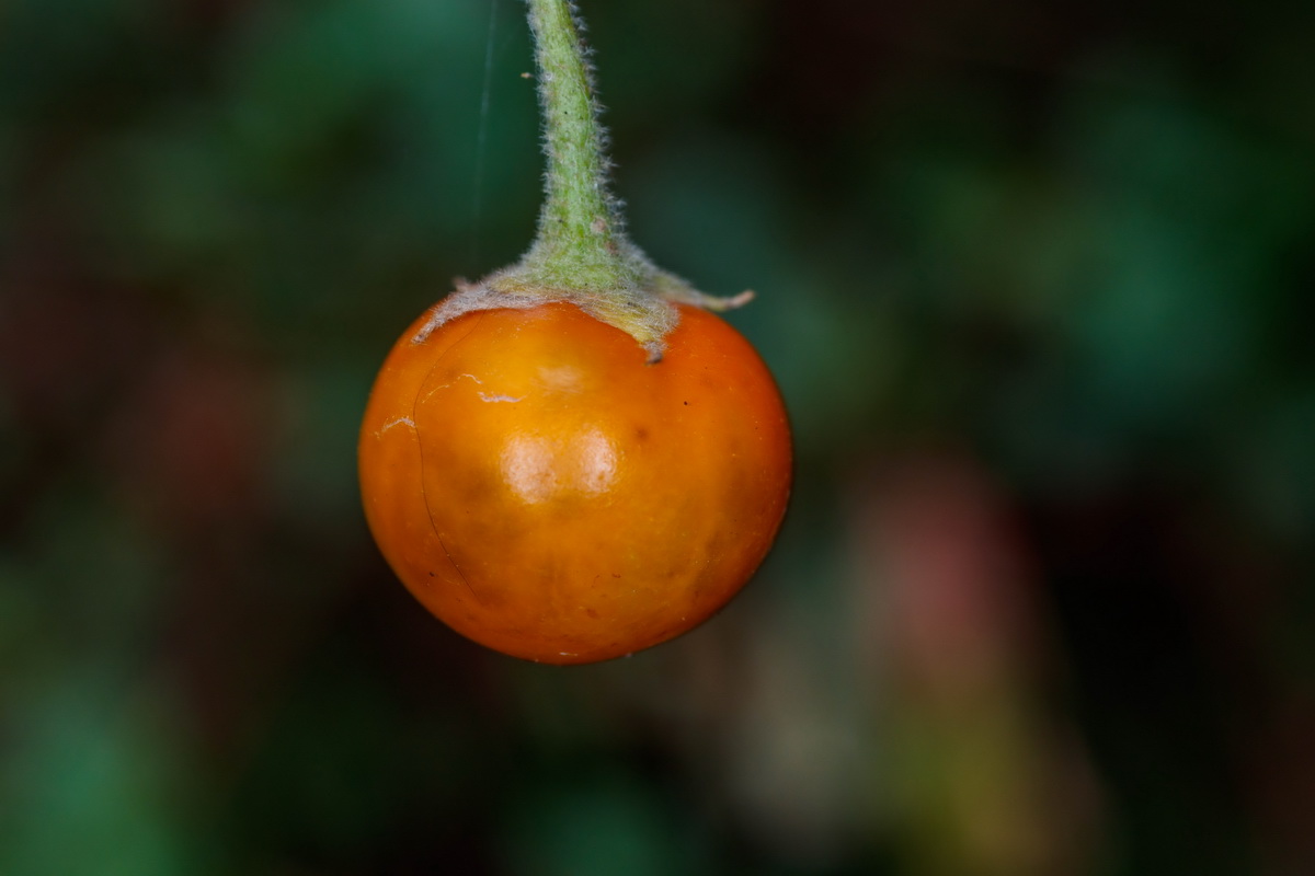 Solanum vespertilio subsp. doramae Rejalgadera de Doramas09