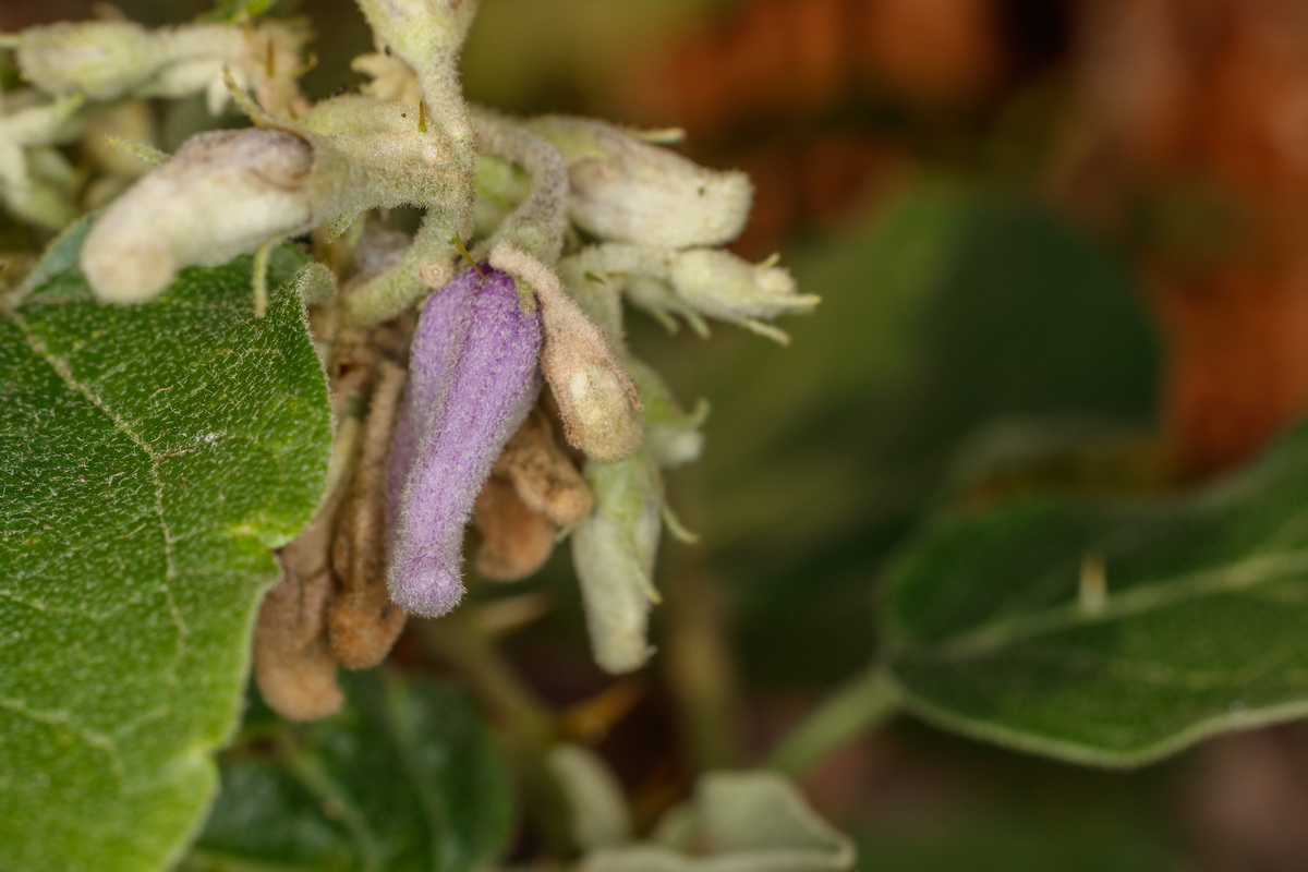  MG 7104 Solanum vespertilio subsp. doramae Rejalgadera de Doramas