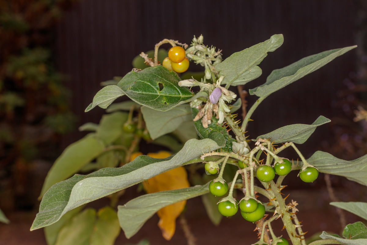  MG 7107 Solanum vespertilio subsp. doramae Rejalgadera de Doramas