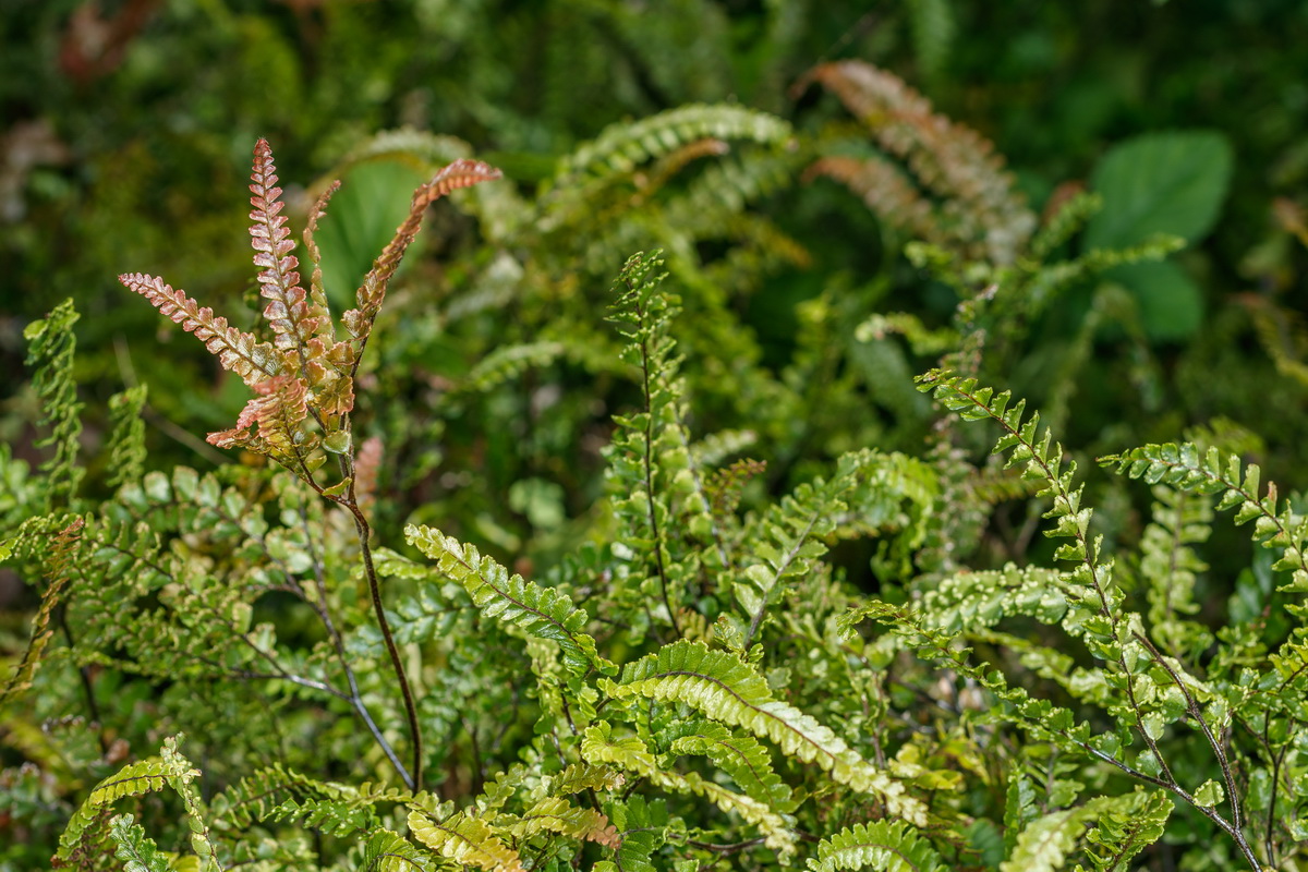 Adiantum hispidulum Cabello de Venus01