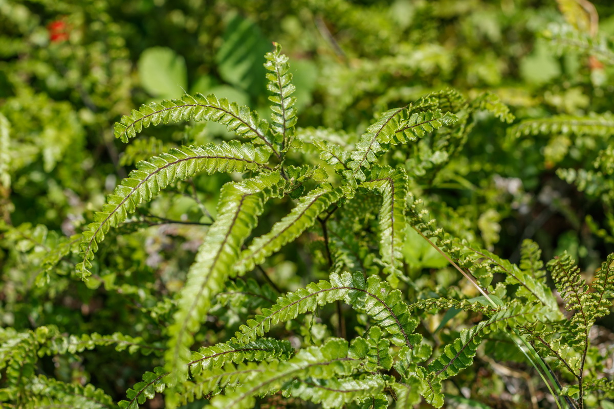 Adiantum hispidulum Cabello de Venus02