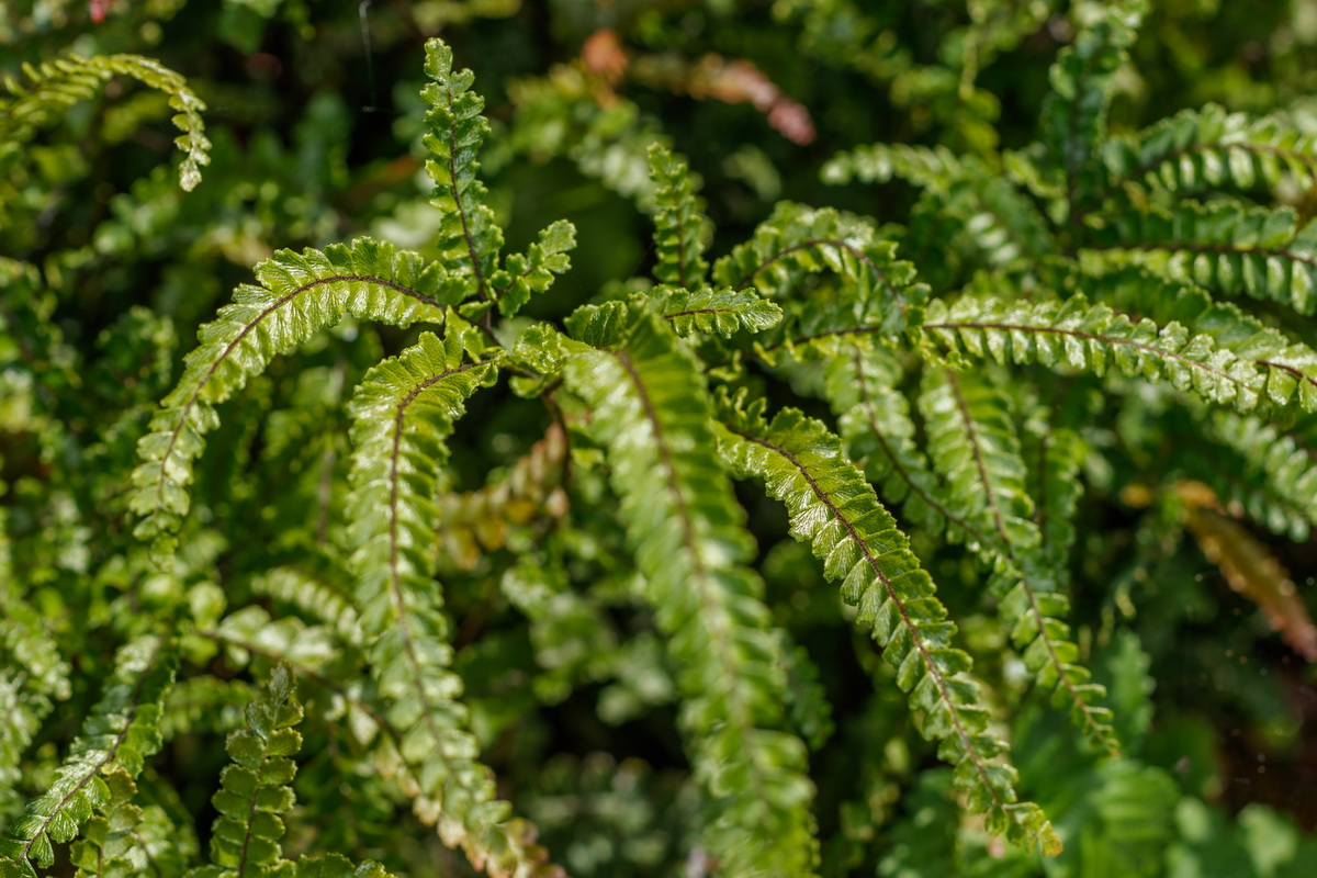 Adiantum hispidulum Cabello de Venus03