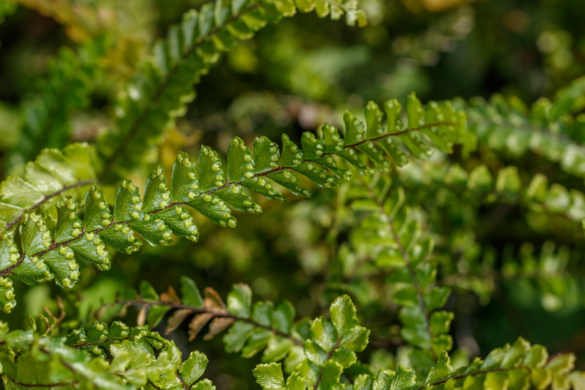 Adiantum hispidulum Cabello de Venus04