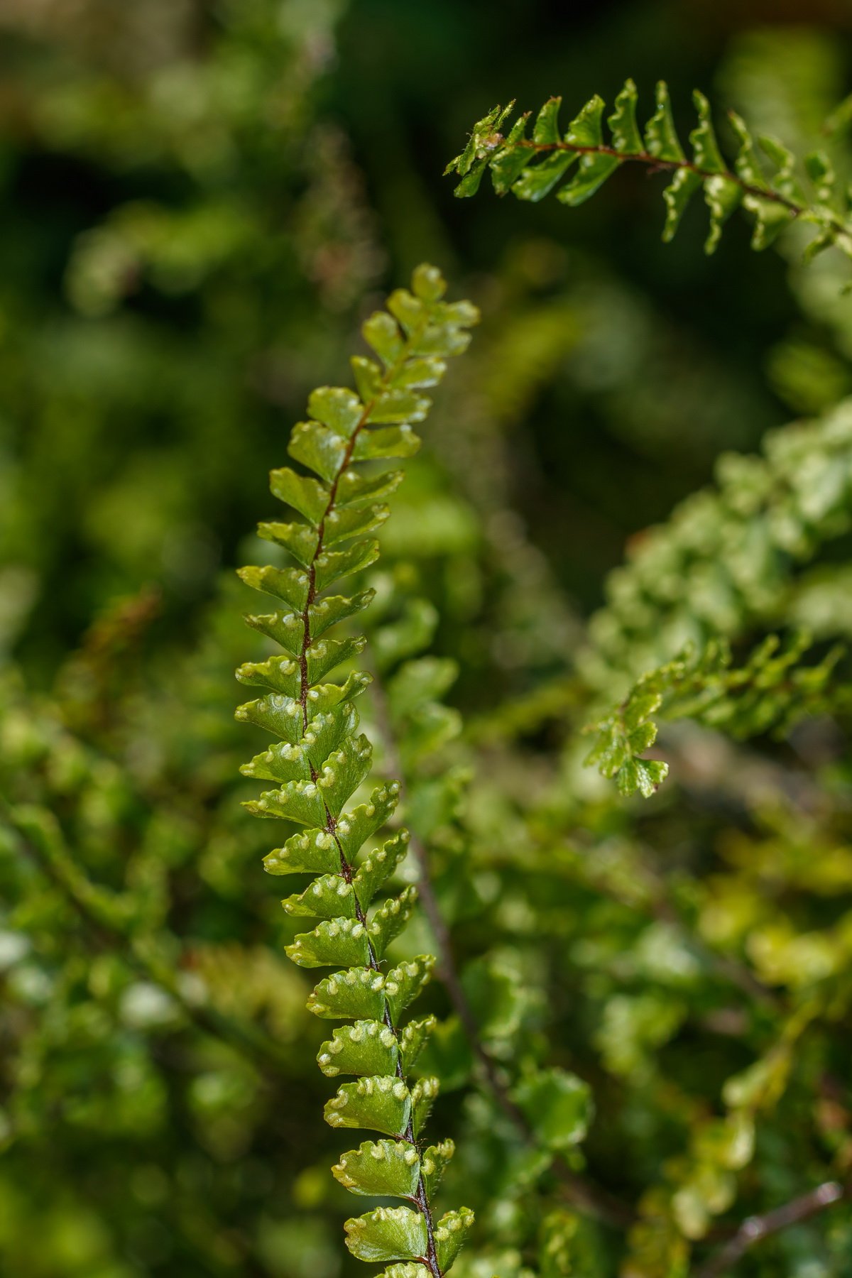 Adiantum hispidulum Cabello de Venus05