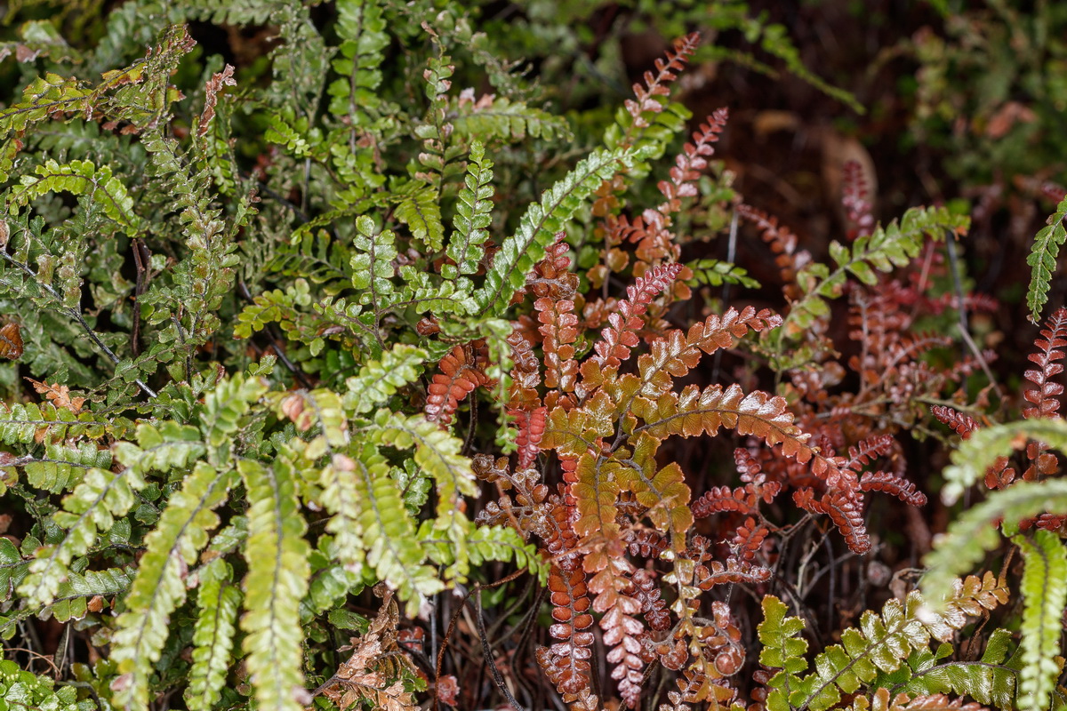  MG 5884 Adianthum hispidulum