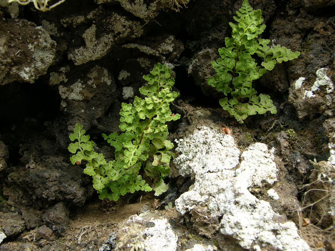 Anogramma leptophylla01