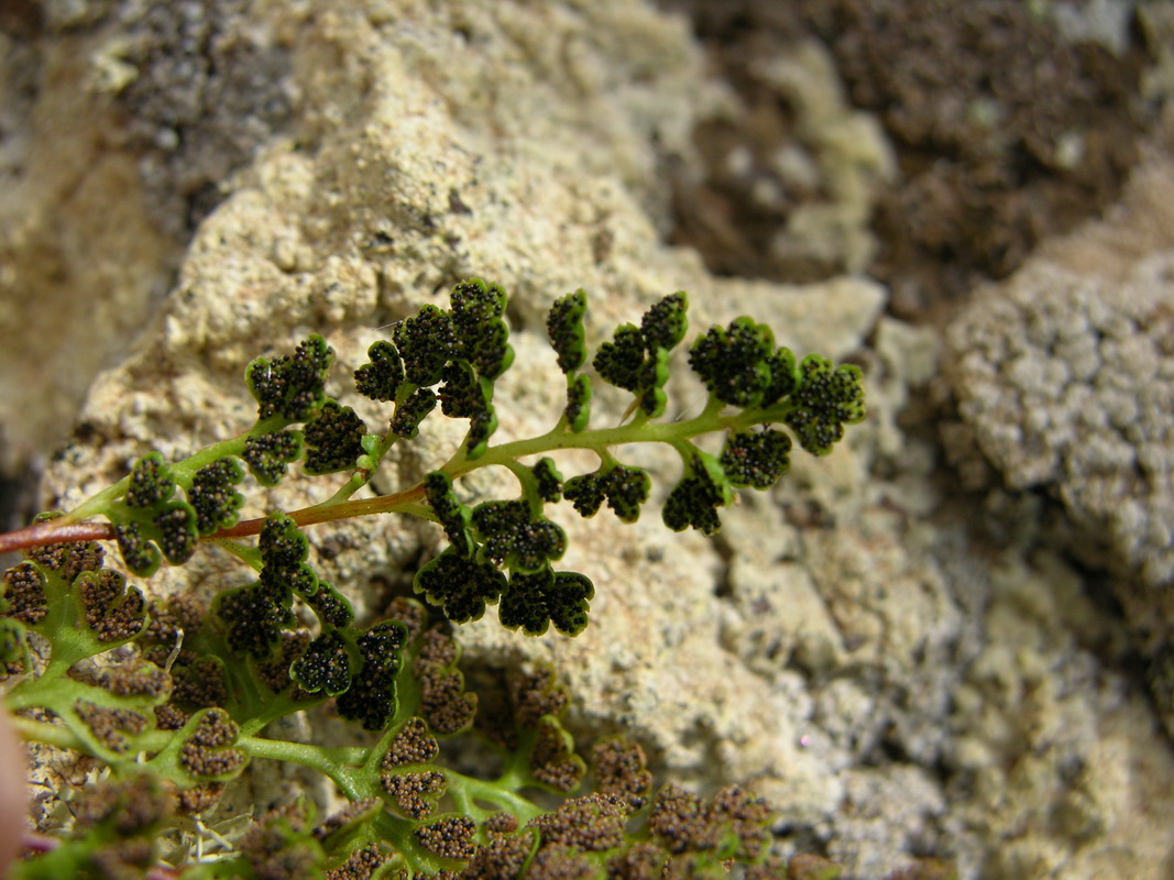 Anogramma leptophylla04