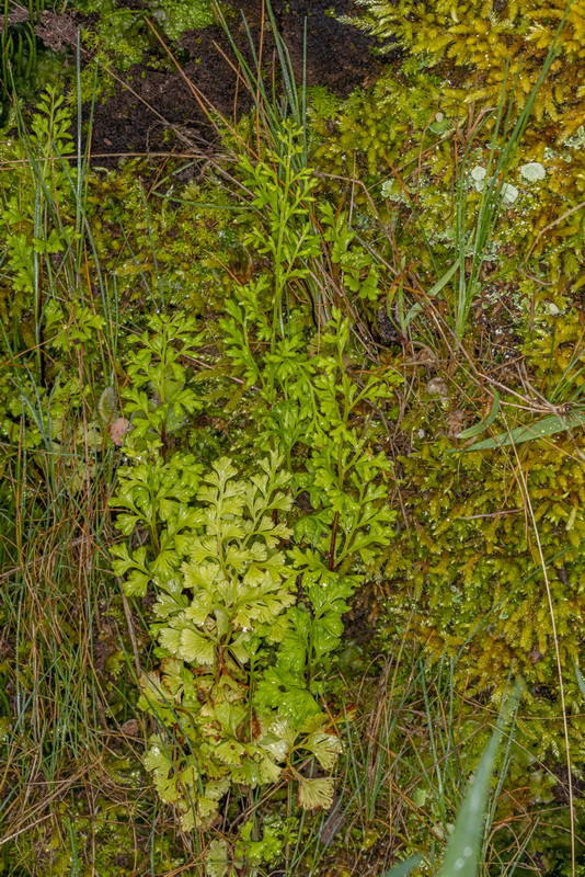 IMG 9652 Anogramma leptophylla