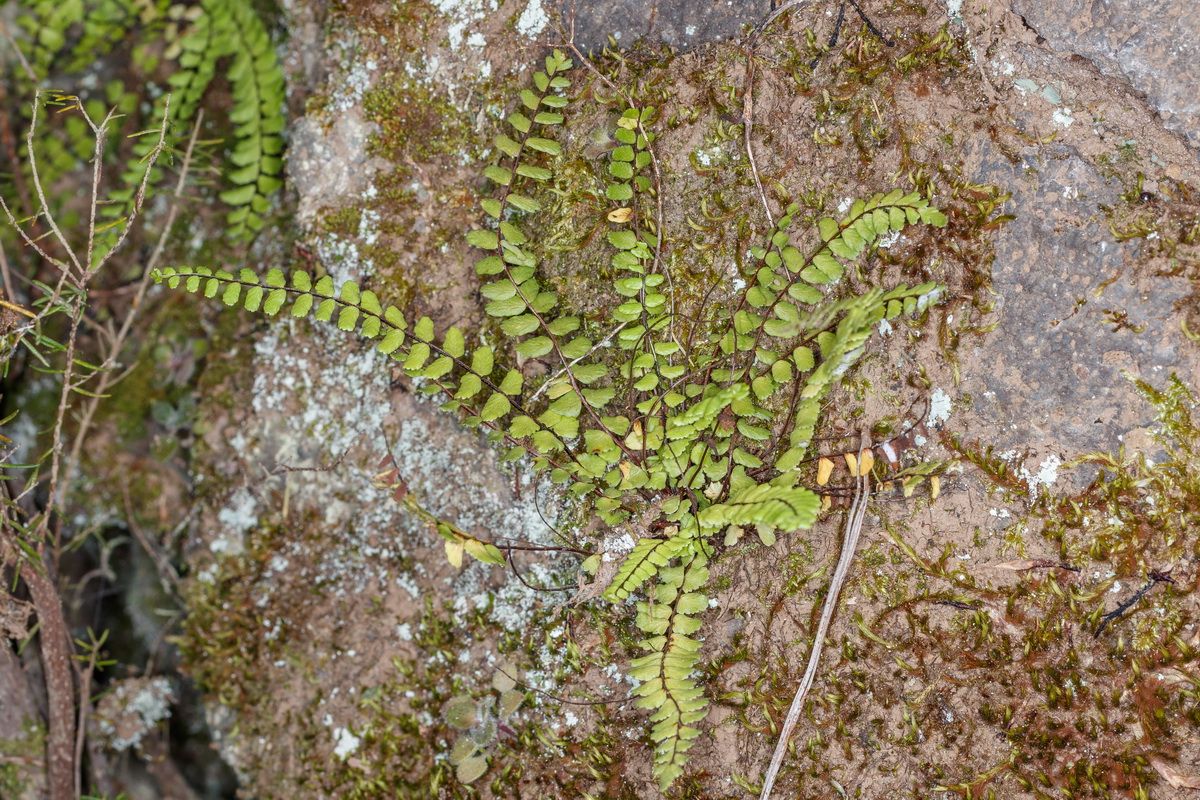 Asplenium trichomanes Culantrillo menor01