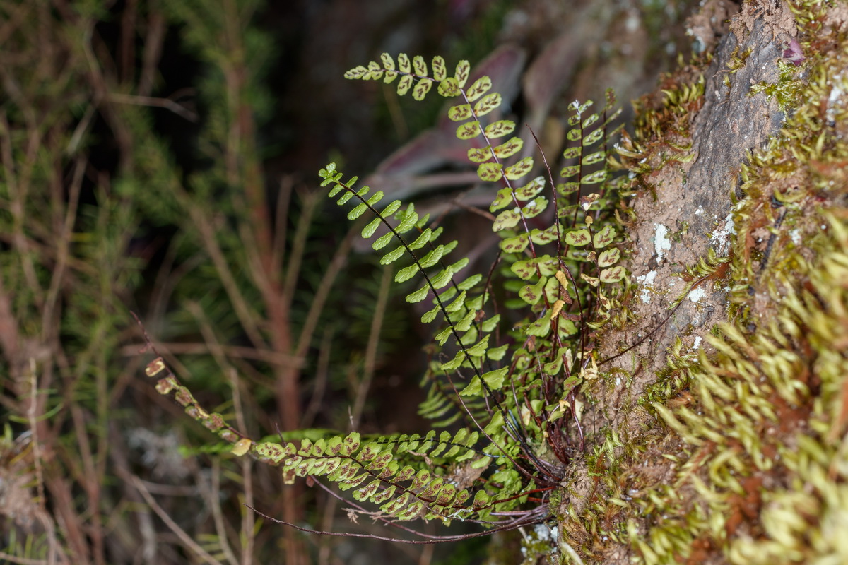 Asplenium trichomanes Culantrillo menor02