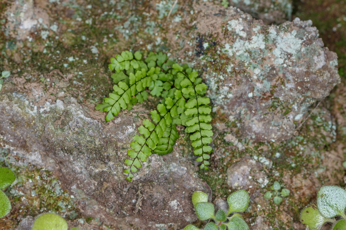 Asplenium trichomanes Culantrillo menor03