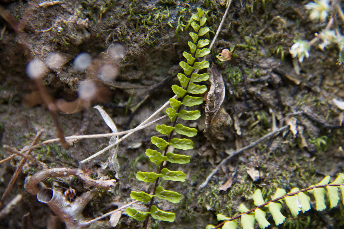 Asplenium trichomanes Culantrillo menor04