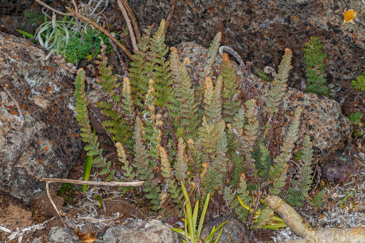 Cosentinia vellea ssp bivalens Doradilla peluda01
