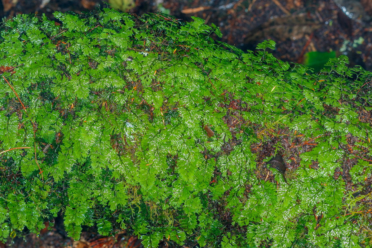 Hymenophyllum tunbrigense Helechilla09