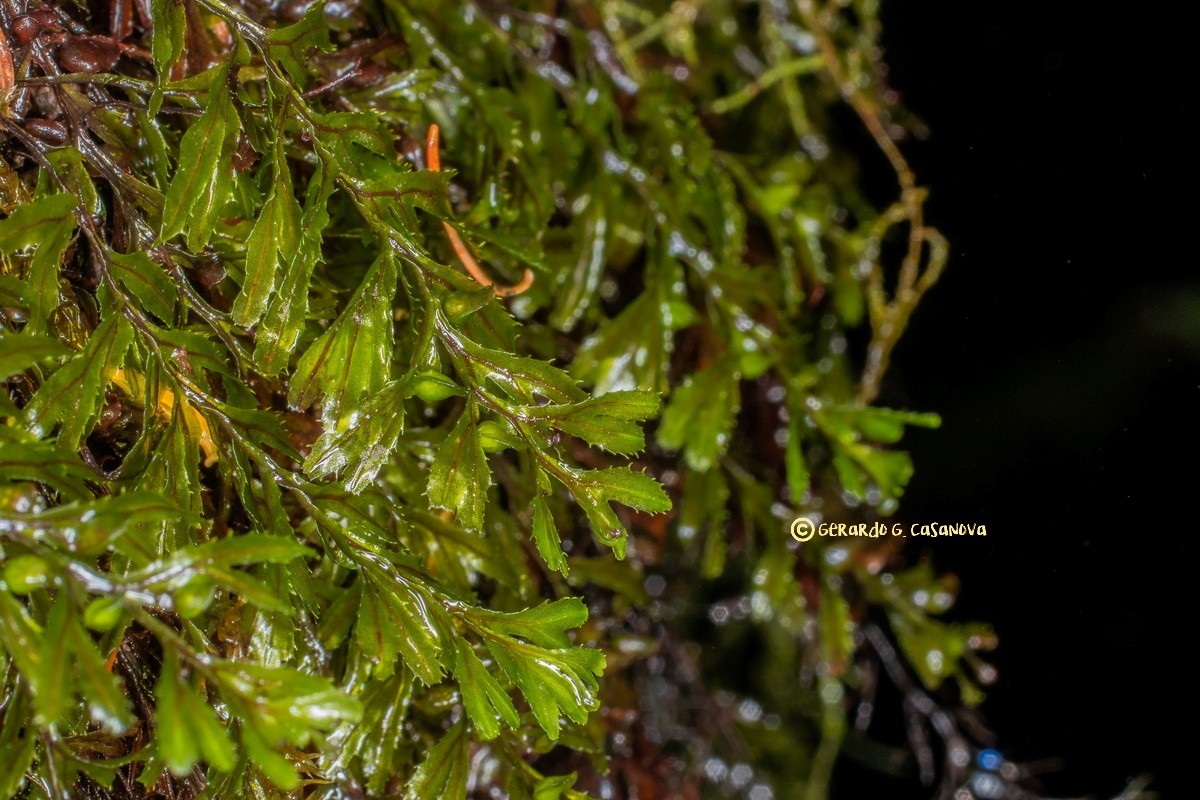  MG 3016 Hymenophyllum wilsonii Helechilla de Wilson Watermarked (2)