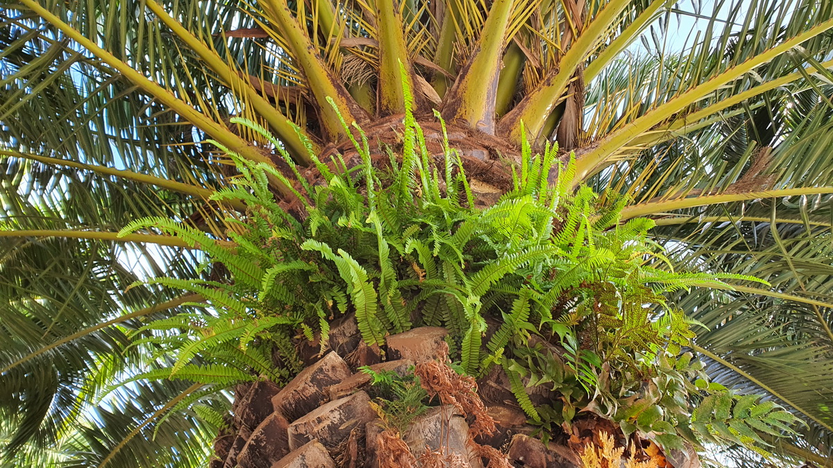 20200814 092847 Nephrolepis cordifolia epifito sobre palmera canaria