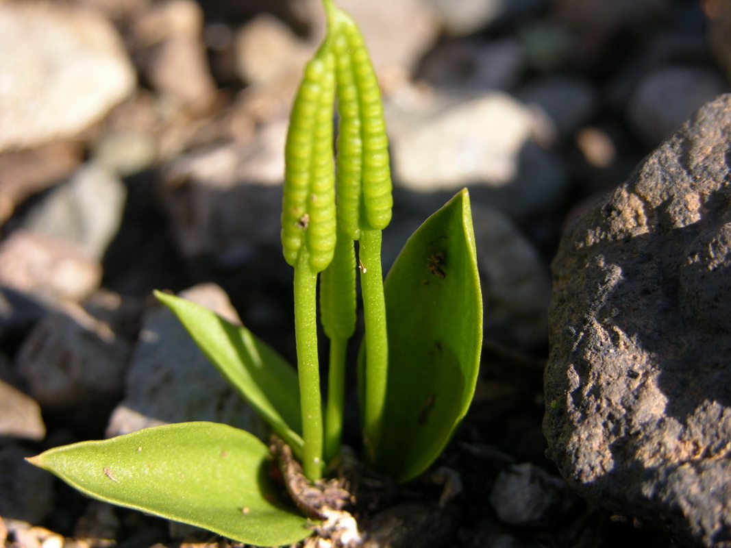 Ophioglossum polyphyllum03