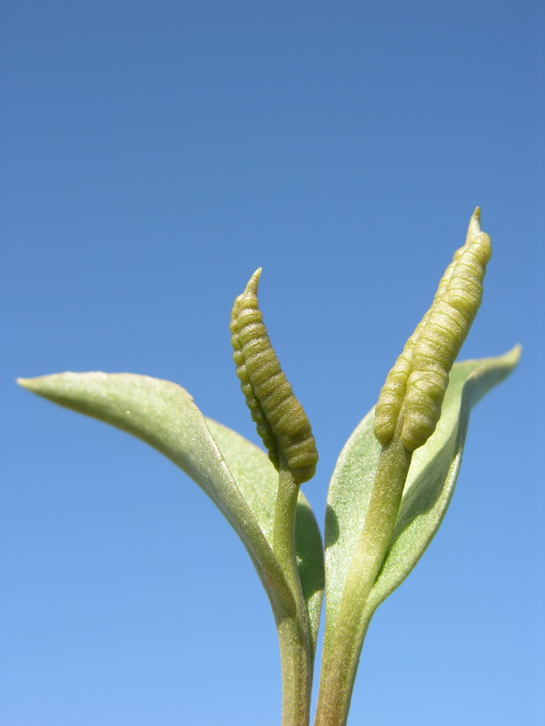 Ophioglossum polyphyllum09
