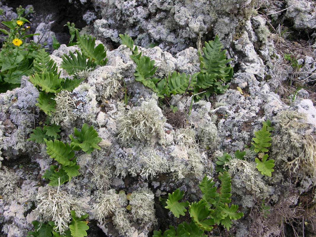 Polypodium macaronesicum01