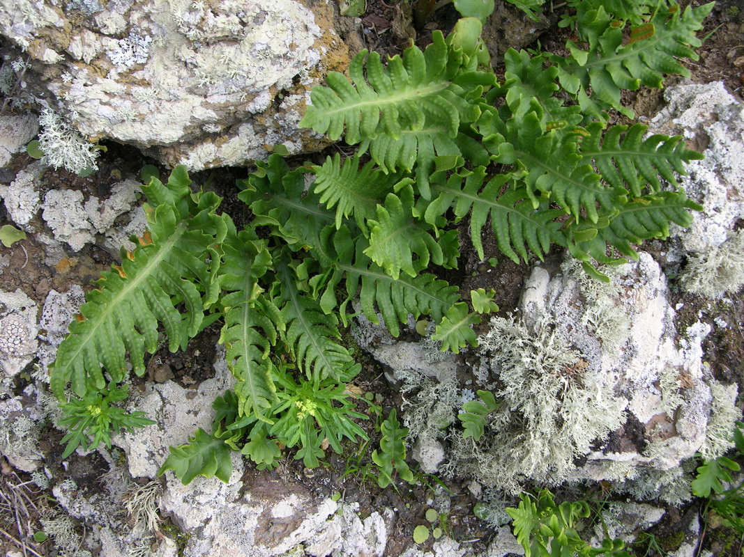 Polypodium macaronesicum02