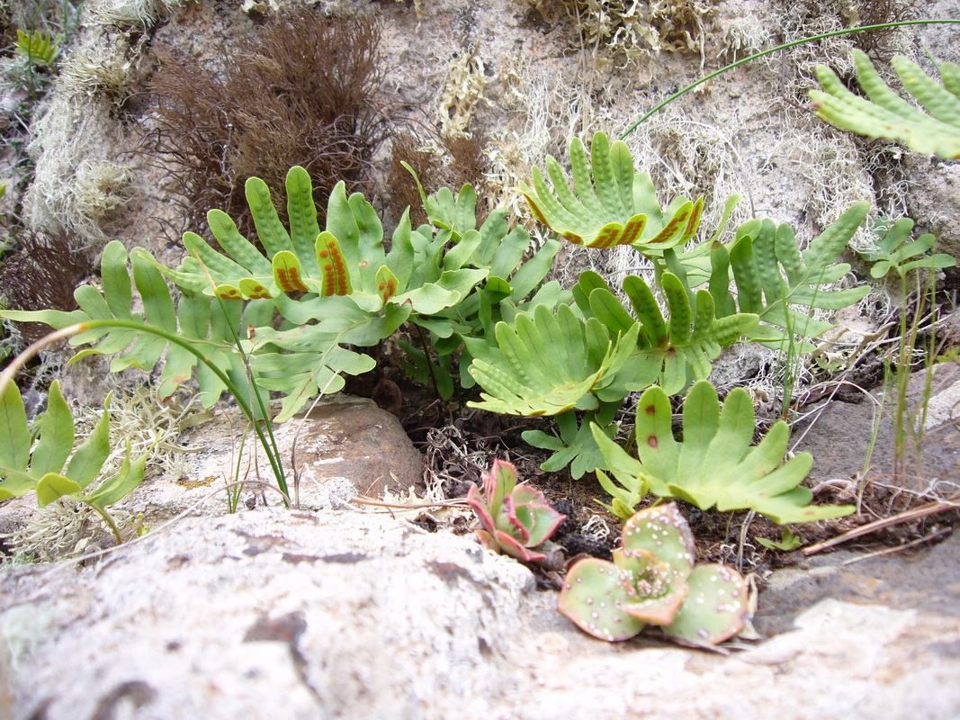 Polypodium macaronesicum03