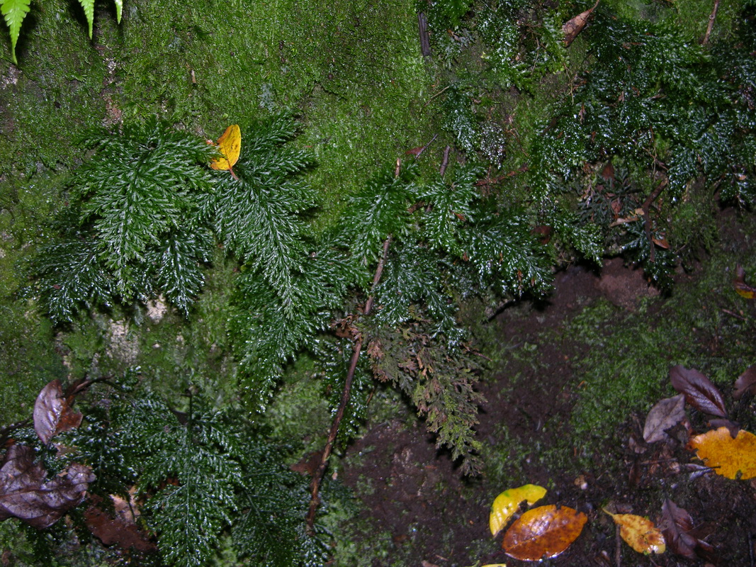 Vandenboschia speciosa Helecho de cristal03