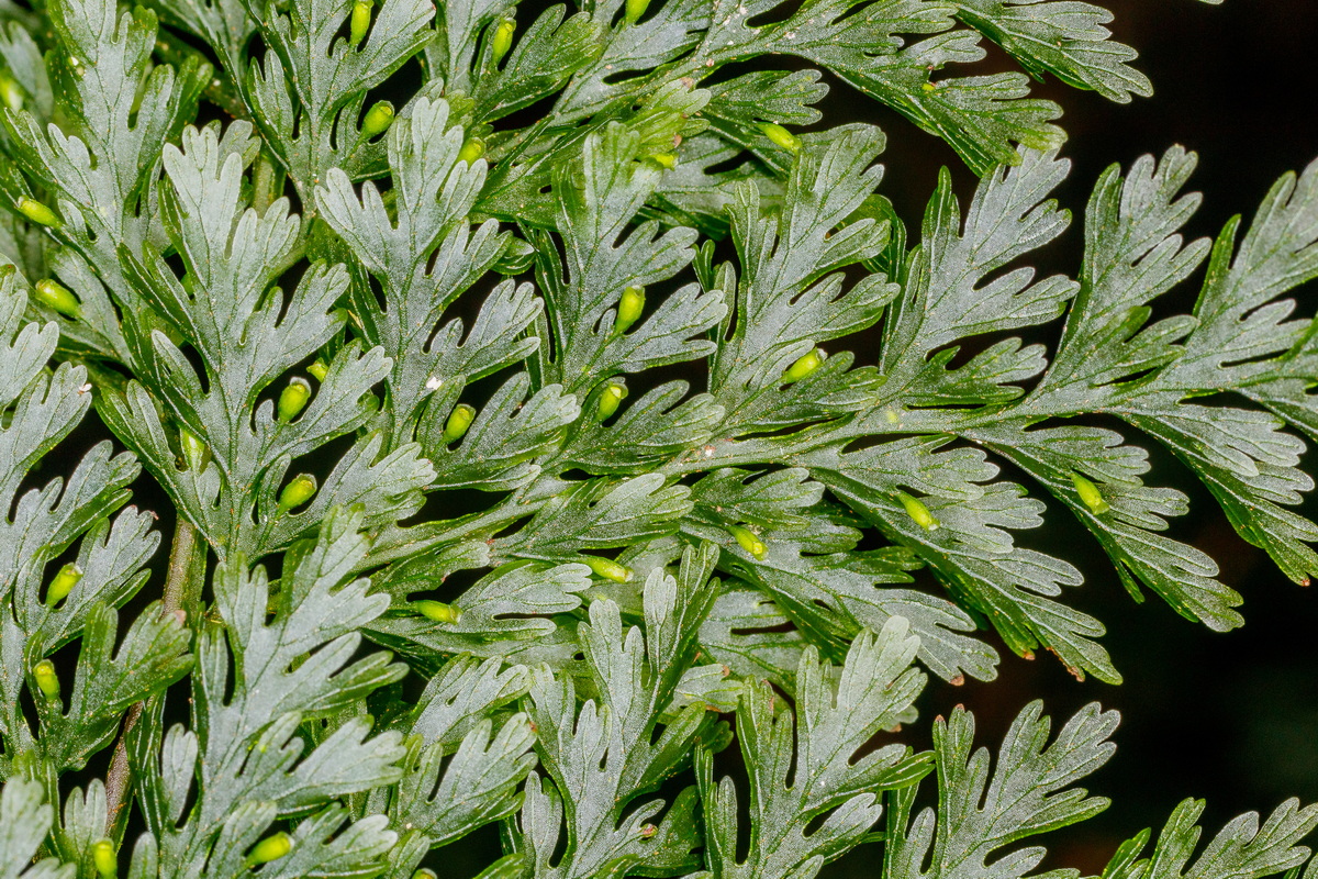 Vandenboschia speciosa Helecho de cristal10