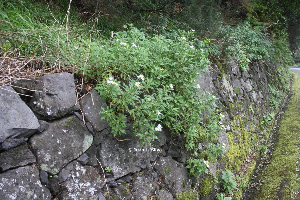 IMG 0874 Argyranthemum adauctum subsp. erythrocarpon resize Watermarked