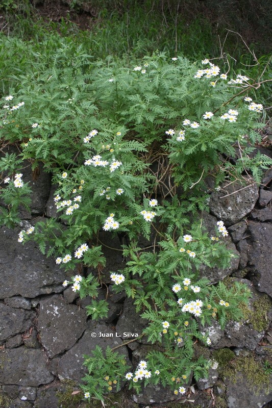 IMG 0940 Argyranthemum adauctum subsp. erythrocarpon resize Watermarked