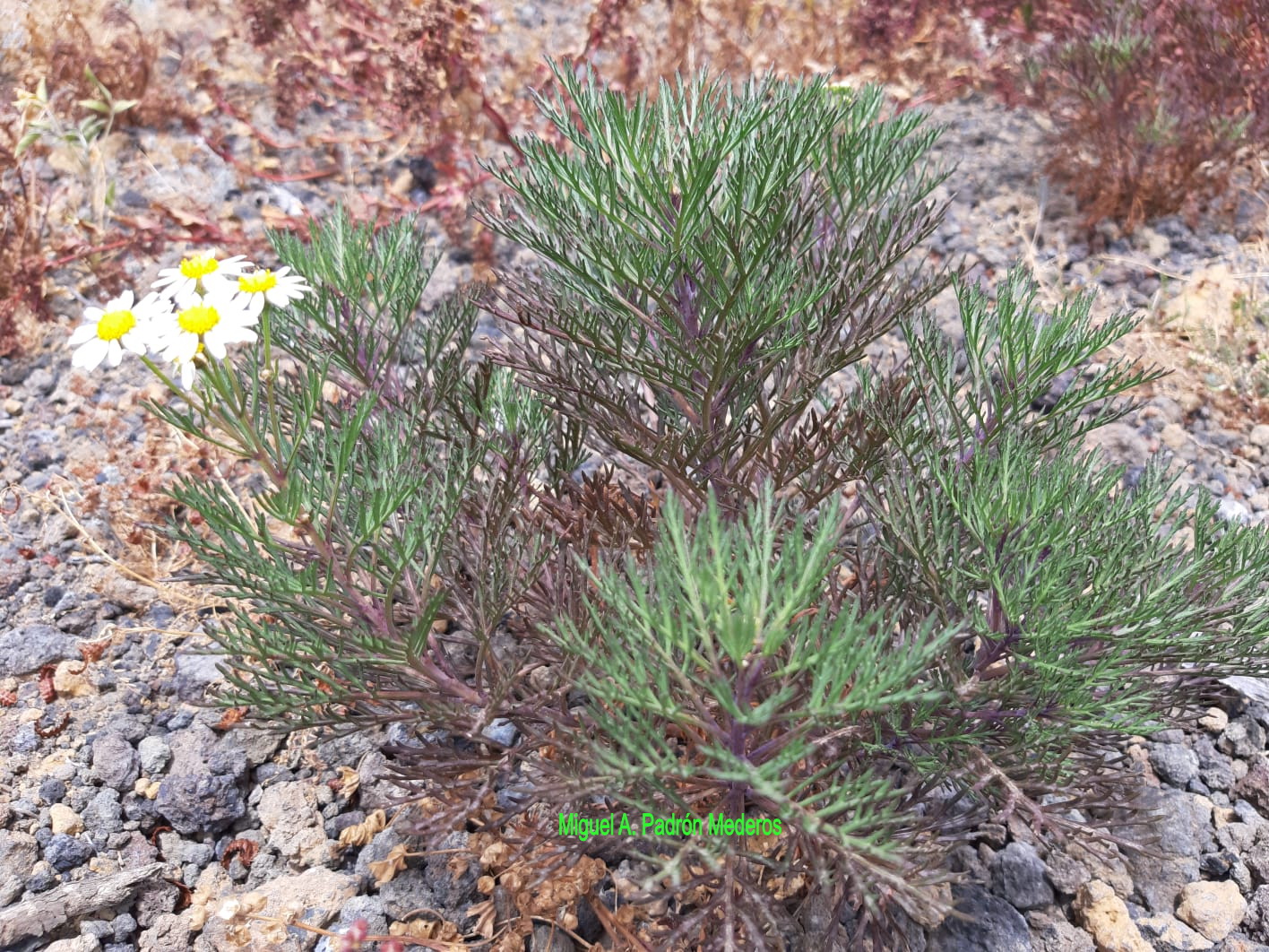 Argyranthemum sventenii 2