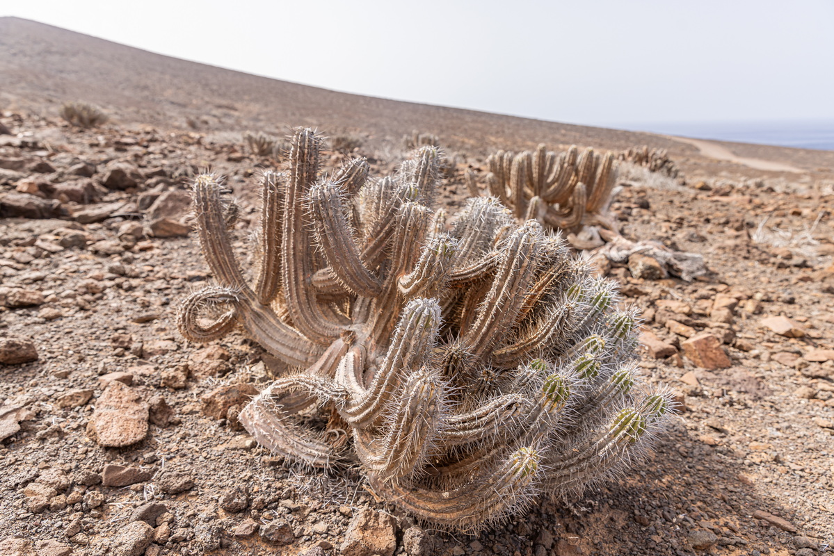 IMG_1282_Euphorbia_handiensis_cardón_de_Jandía.jpg