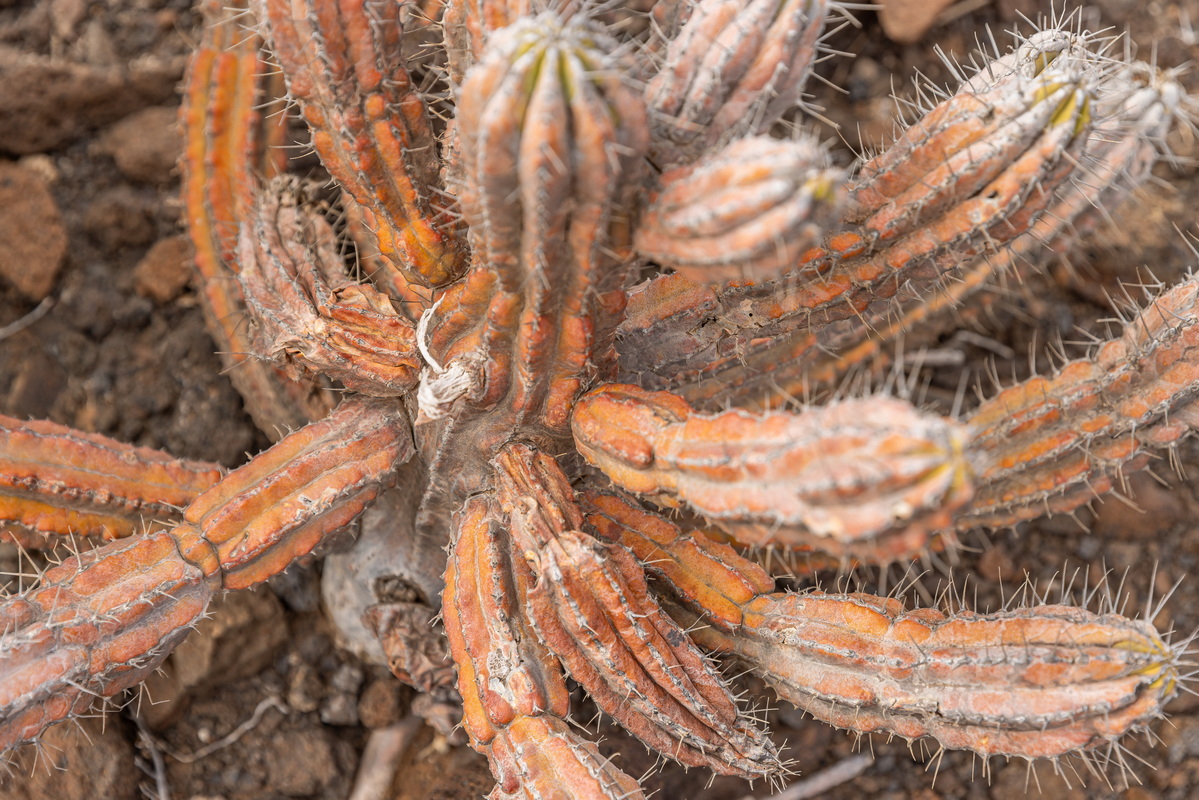 IMG_1308_Euphorbia_handiensis_cardón_de_Jandía.jpg