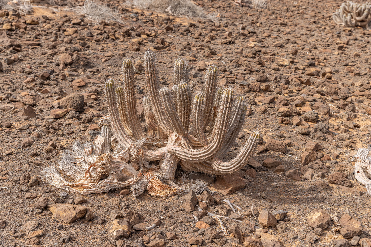 IMG_1320_Euphorbia_handiensis_cardón_de_Jandía.jpg