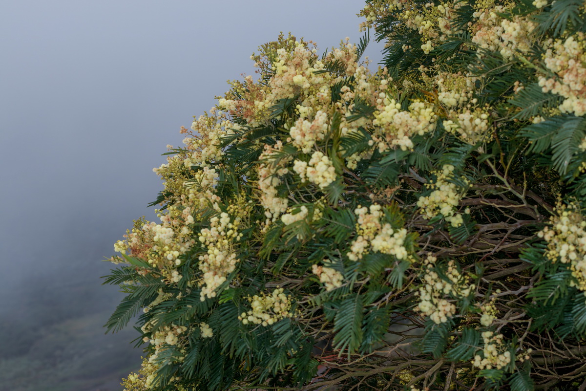  MG 1375 Acacia dealbata mimosa cenicienta