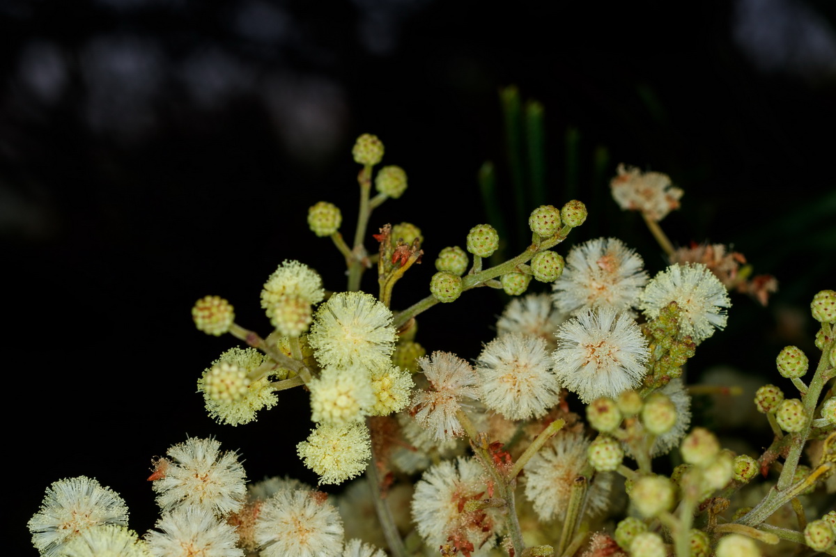  MG 1377 Acacia dealbata mimosa cenicienta
