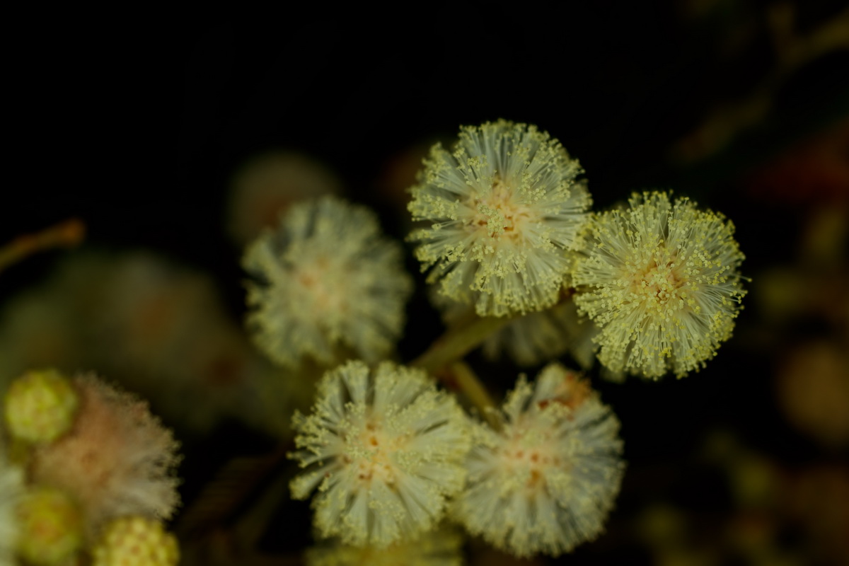  MG 1385 Acacia dealbata mimosa cenicienta