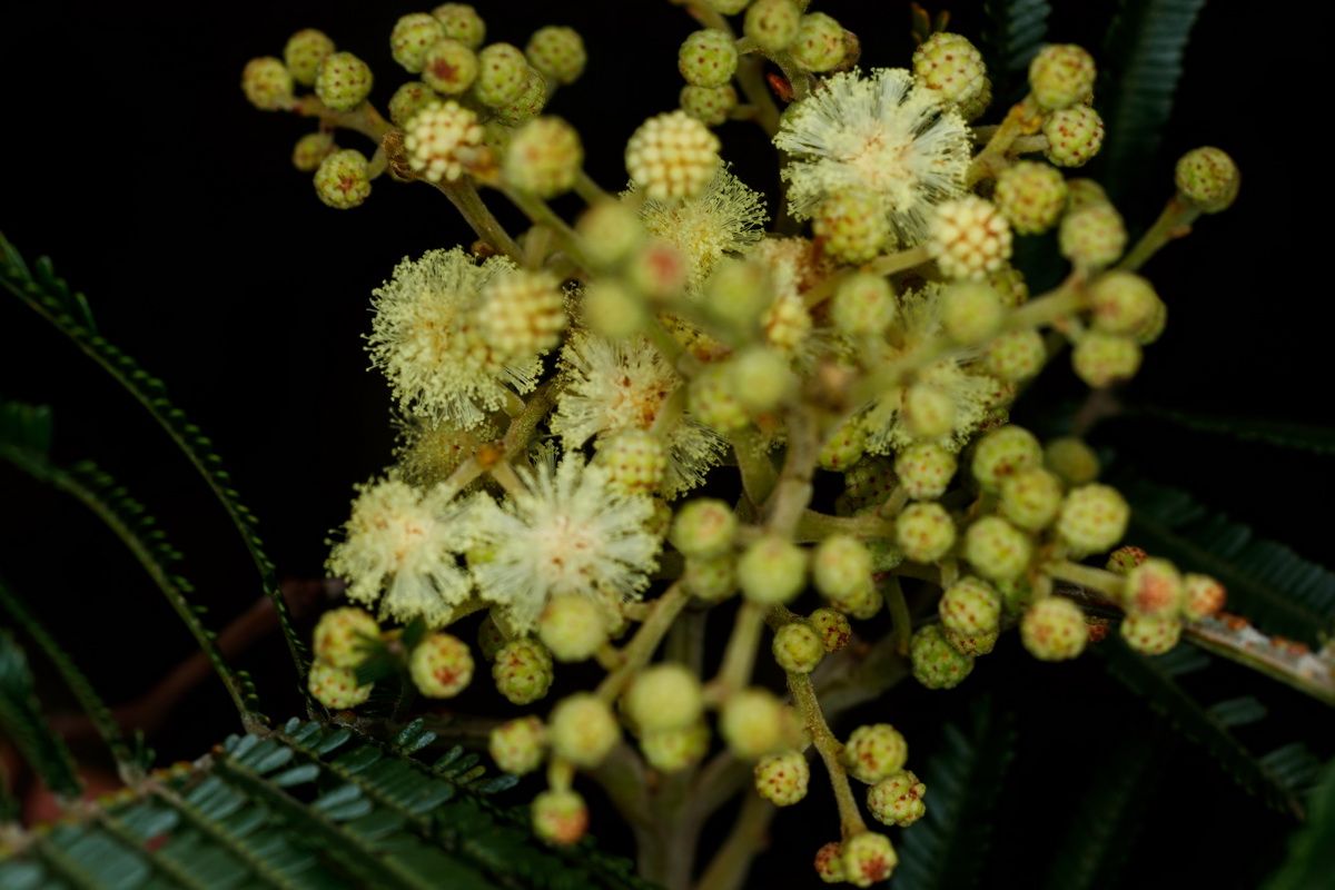  MG 1387 Acacia dealbata mimosa cenicienta