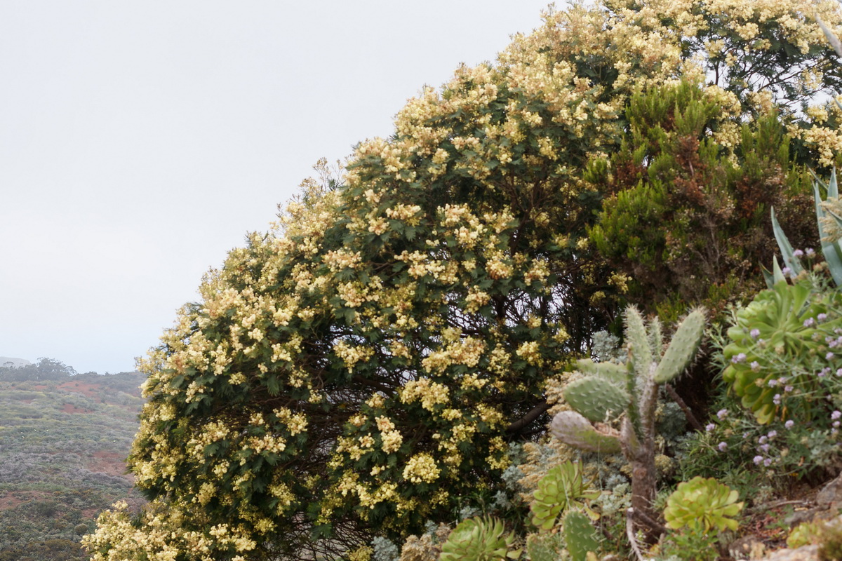  MG 1389 Acacia dealbata mimosa cenicienta