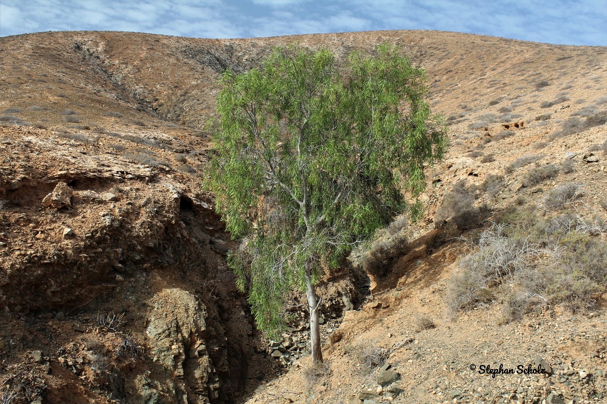 Acacia salicina 3 resize Watermarked