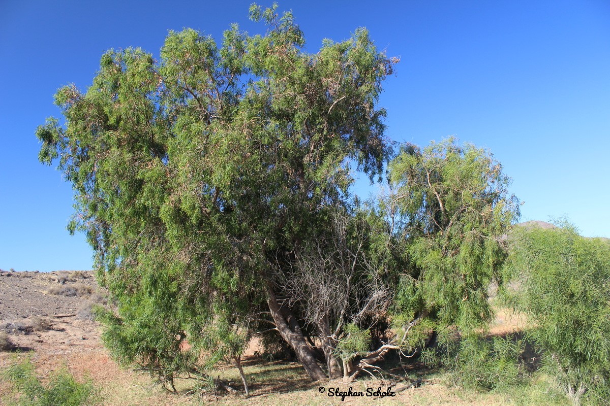 Acacia salicina 4 resize Watermarked