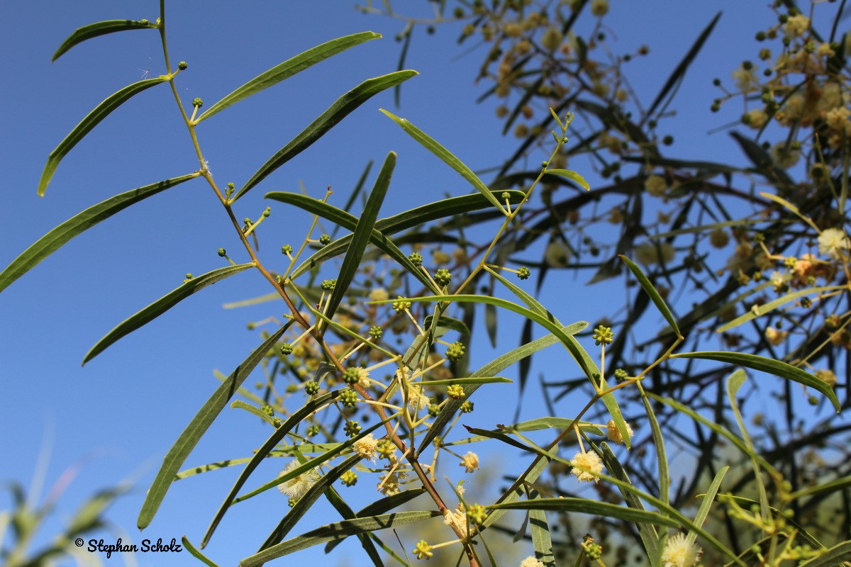 Acacia salicina 7 resize Watermarked