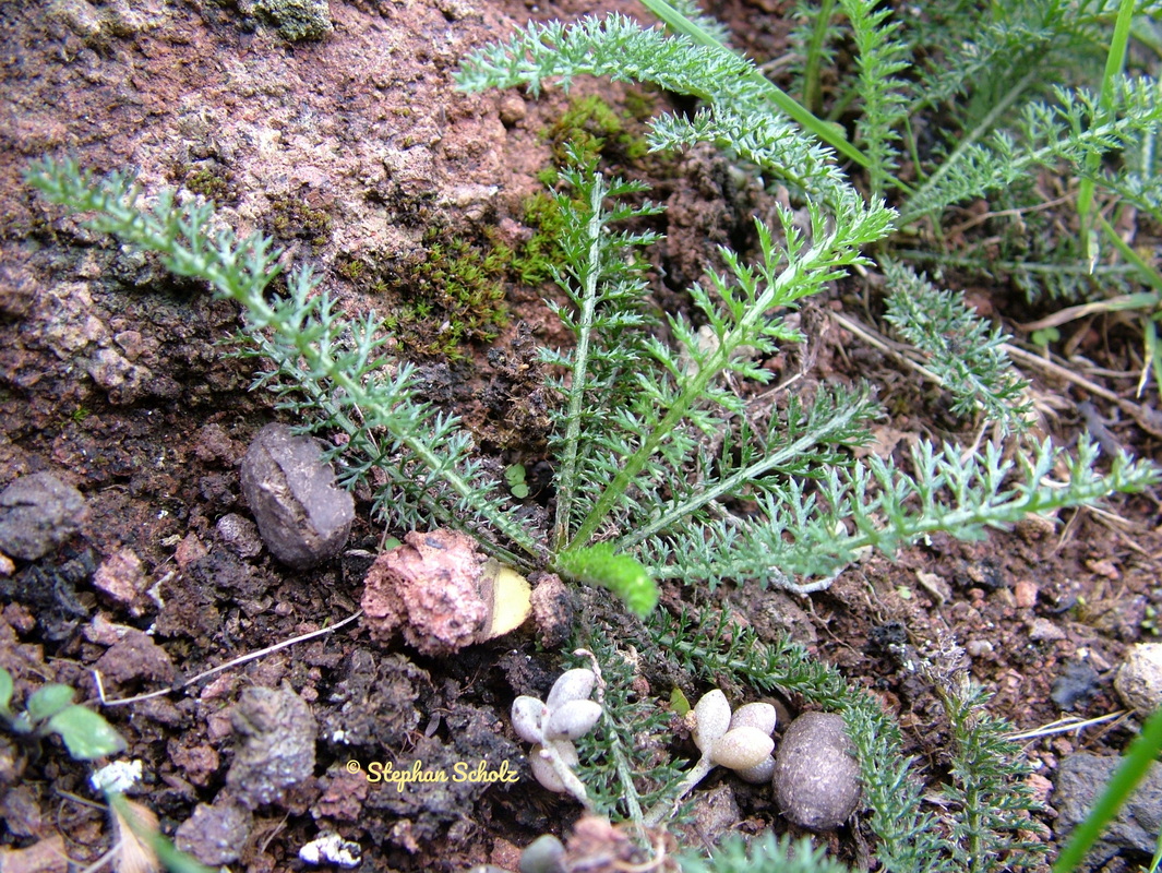 Achillea millefolium 1