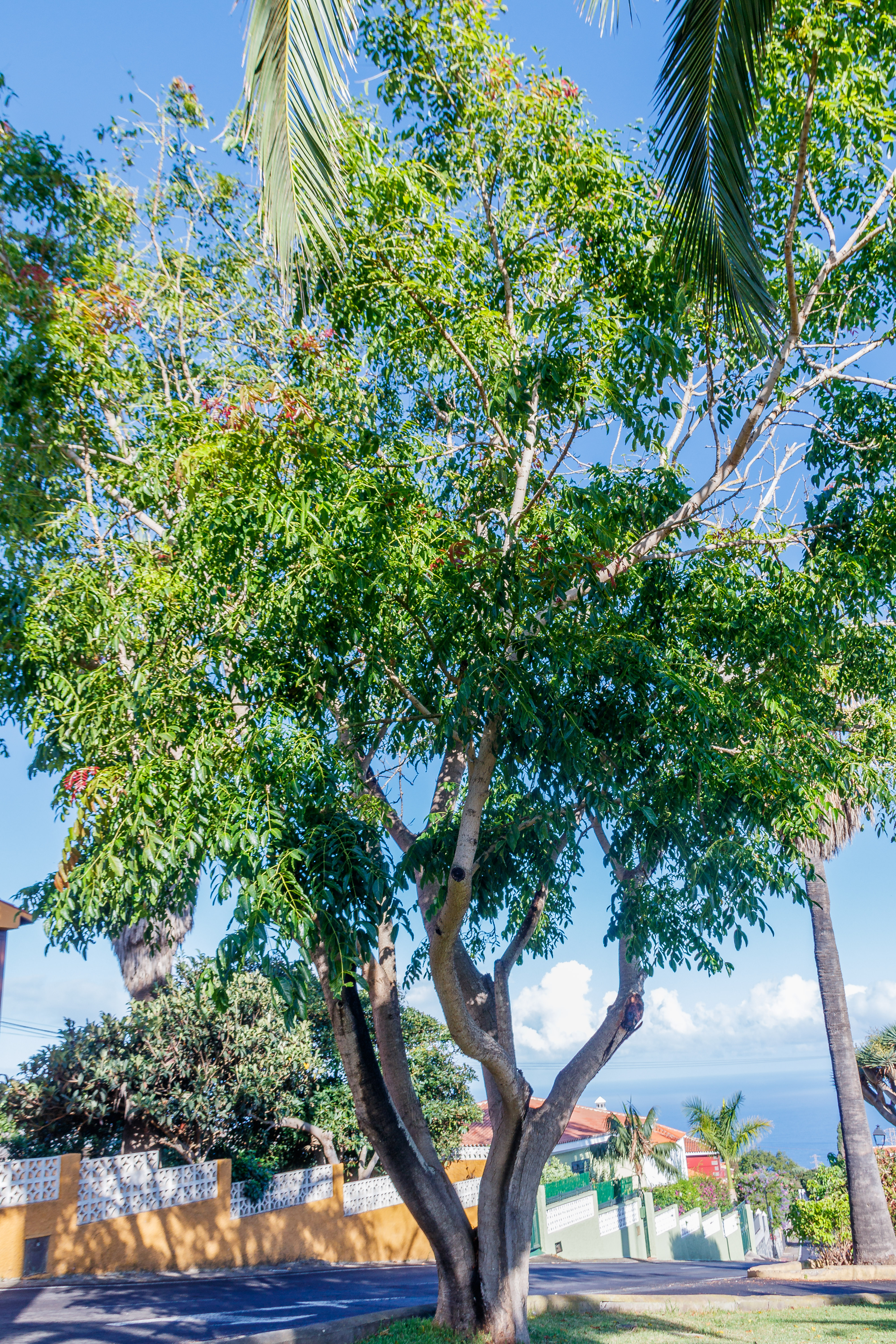  MG 9815 Acrocarpus fraxinifolius árbol mundani