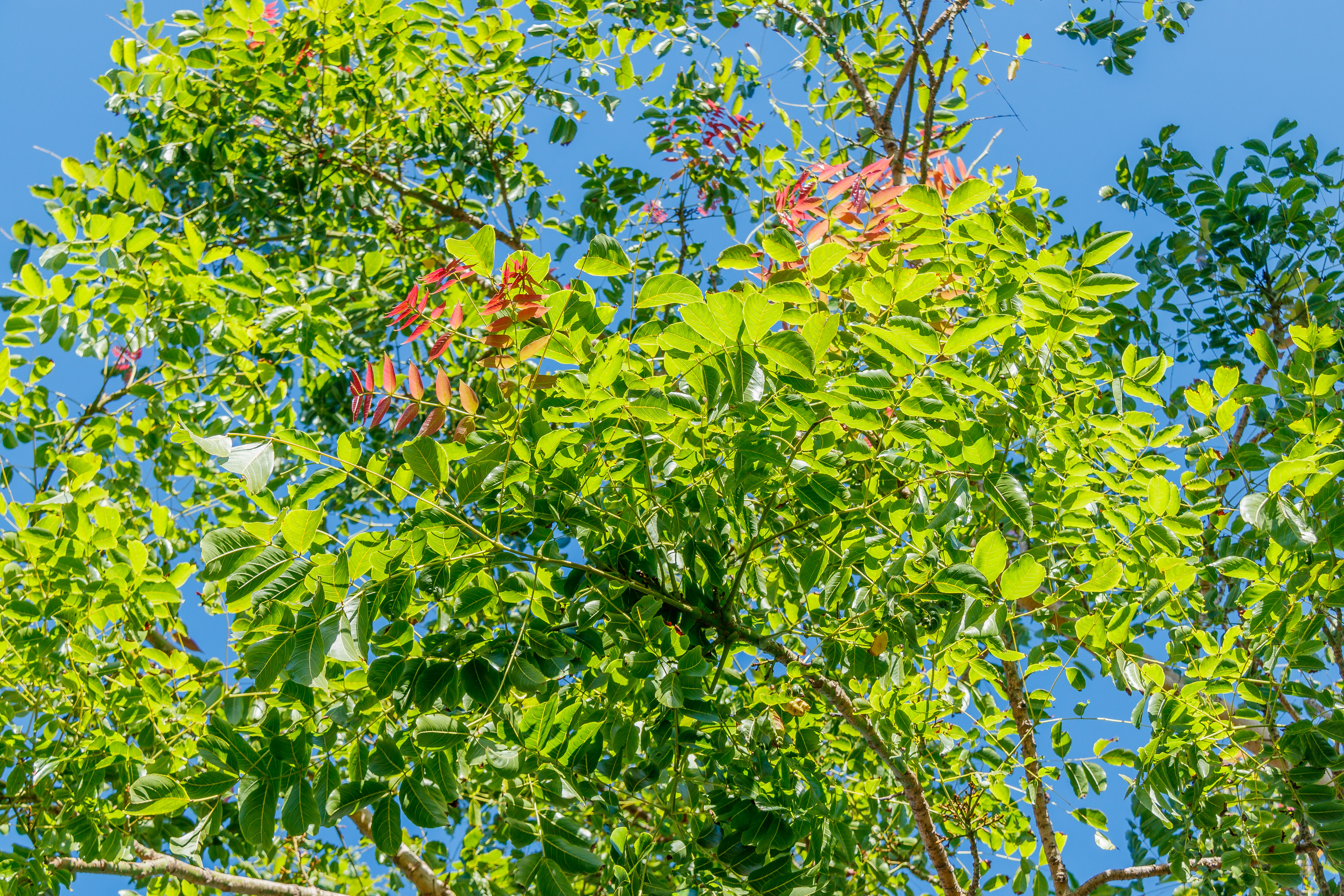 MG 9823 Acrocarpus fraxinifolius árbol mundani